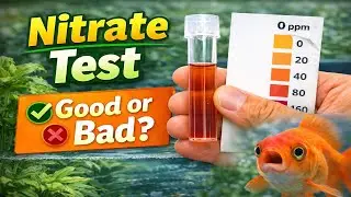 How to Test Nitrate in Aquaponics & Fish Tanks | Neural Organics