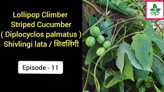 Lollipop Climber || Striped Cucumber || Diplocyclos palmatus || Shivlingi Lata || Mahadevi