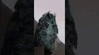 Nonchalant Great Horned Owl In Arizona