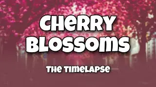 Cherry Blossoms - Bonn - Timelapse - Kirschbl&uuml;te - 4K