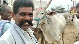 26/01/2026 సోమవారం పత్తికొండ సంతలో ఎద్దులు ఏ విధంగా ఉన్నాయో చూడండి ఫ్రెండ్స్
