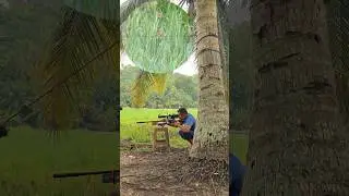 hunting hama sawah#birds @sniperTJS