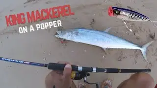 King Mackerel on Yo Zuri popper 3d South Sinai Egypt