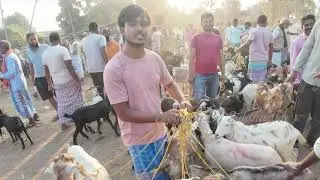 পশ্চিমবঙ্গের সব থেকে সস্তা ছাগলের হাট | Biggest Wholesale Goat Market in Kolkata | Chagoler Haat |