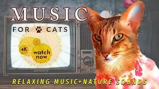 Daisy's Diary:  #14 Music for Cats to Fall Asleep, Cat Music, Calming Cat Music & Nature Sounds, 4K