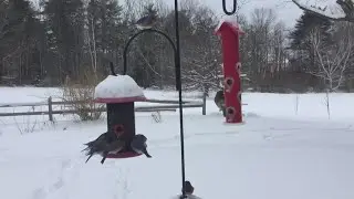If your bird feeders have been more active this winter, you&rsquo;re not alone