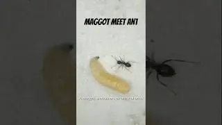 black ant vs pale maggot #insects #macro #ants #maggot #fly #macrovideo