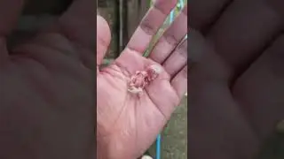 review baby cremino rm day 1