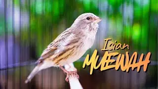 KENARI ISIAN MEWAH FAVORITE JURI  - MASTERAN KENARI ISIAN BLACKTHROAT GACOR PANJANG MUDAH MASUK