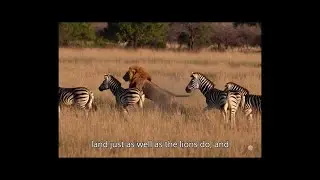 Zebras and Lions Share the Same Land &mdash; Here&rsquo;s How Zebras Stay Alive