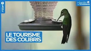 Costa Rica : le royaume des colibris 🌎 - Le Jardin Extraordinaire