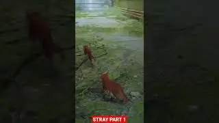 STRAY GAMEPLAY PART 1 MAX GRAPHICS SETTINGS | SUBSCRIBE FOR MORE