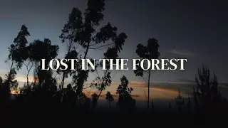 Lost in the Forest