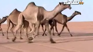 #جديد_الساحة 1436 | البارزانيات | منقية / عفص عياد عيادة الجنيدي الشمري