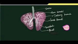 breathing and exchange of gases