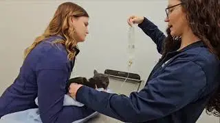 How to administer subcutaneous fluid therapy at home for your pet.
