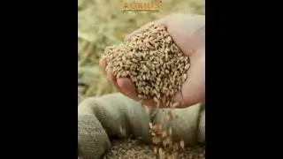 Agrius के बीज से मिलेगी बम्पर पैदावार | Smart Kheti का नया दौर ✨