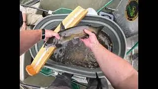 Clinton River Electrofishing