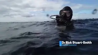 Reef Life Survey makes the underwater world visible