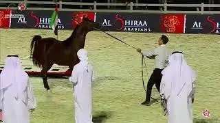 N.283 D JARI - UAE National Championship 2020 - Stallions 4-6 Years Old (Class 10B).mp4