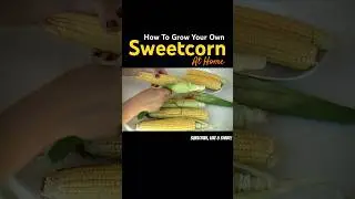 SUPER SWEET SWEETCORN - HOW to GROW YOUR OWN AT HOME #shorts #short #gardening #new #how #sweetcorn