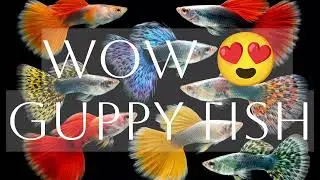 Relaxing Guppy Fish Aquarium 🐟🌿 | Peaceful Planted Tank | Long Video