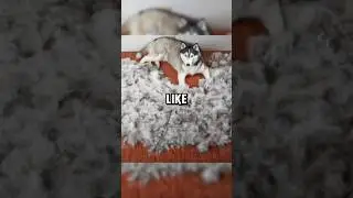 Husky shedding season😳#shorts #husky #animals