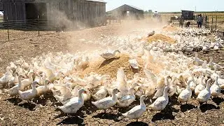 Crazy Feeding Frenzy! Thousands of Hungry White Ducks Eating