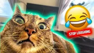 Hasna mana hai!🤣 #funnyanimals #funnyanimalsvideos #funnyanimalsclips #cat #dog #monkey #cats #memes