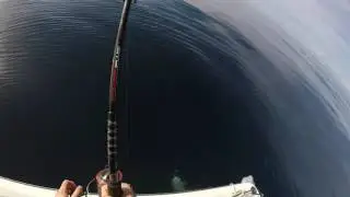 Big Red Snapper - Panama City