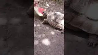 Happy tortoise noises