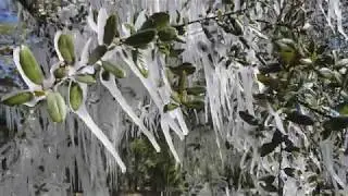 ice melting off this tree (shitty asmr) *GONE SEXUAL*