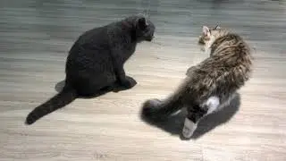 Cuộc n&oacute;i chuyện giữa hai em m&egrave;o 8kg Coffee v&agrave; Tonnie - CATFE cat cafe