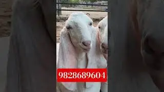 सोजत गुलाबी पाठ #goat #bakr #goatmilk #animals