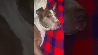 How dogs communicate&hellip; Thru their lick. Build that strong best friend connection, listen to them