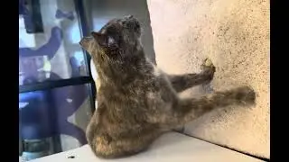 Clawdette making biscuits 2025