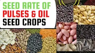 Seed rate of Pulses and Oil seed crops