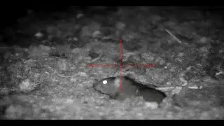 40+ rats - An hour under the chicken shed - night vision rat hunting