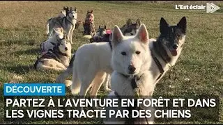 Se promener en for&ecirc;t et dans les vignes tract&eacute; par des chiens ou en cani-balade c'est possible !