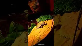 turtle basking #viral #shorts #babyturtles #basking #turtles  #redearedsliderturtle #resturtel