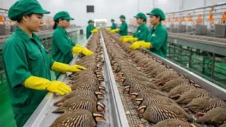Millions Of Partridge Chicks Are Hatched And Raised For Meat Each Year &ndash; Inside Industrial Game Bird