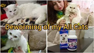 Deworming of my All Cats | Best Dewormer for pregnant Cat | How and when Deworm your Cat