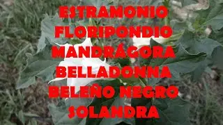 Entendiendo las drogas: Solan&aacute;ceas (estramonio, floripondio, mandr&aacute;gora&hellip;)