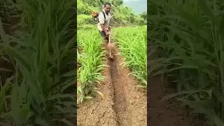Ginger soil cultivation process