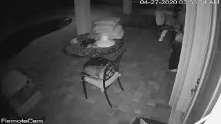 Owl vs. Cat (Spoiler alert: Cat wins!)