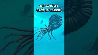 ammonites#shorts#short#extinction#youtubeshorts#youtube#shortvideo#trending#new#viral#fish#yt#4k