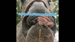 #abonnetoistp #horse #chat