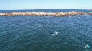 Vista a&eacute;rea vertical de lobos marinos nadando cerca de la isla Rasa en Cabo Polonio P4P 50919