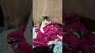 Holding mom&rsquo;s nightgown like a comfort toy 🥹🐾|Pewpew waits for bedtime cuddles 😻🌙 |