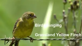 Birds Singing - Grassland Yellow Finch - Sounds of Nature